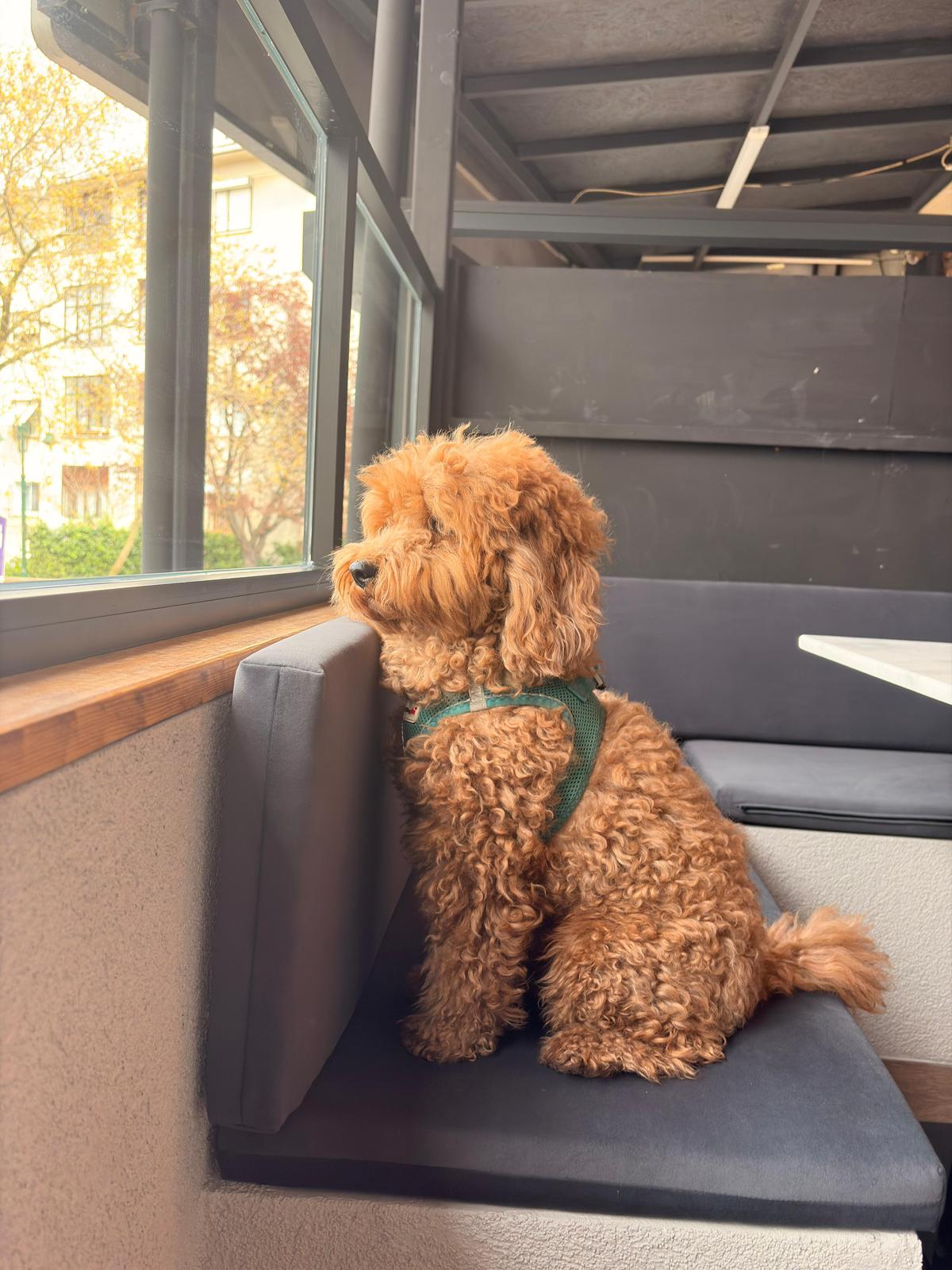 Bozzy Coffee Bahçe & Tatlı